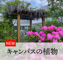 キャンパスの植物