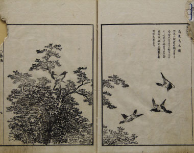 筑紫平野　鵲